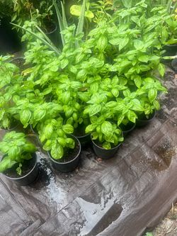 🌿 Fresh Basil Plants - 🌿 Plantas de Albahaca