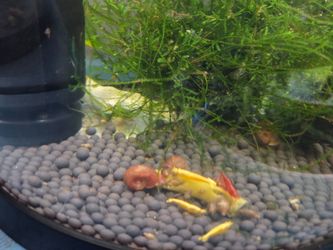 Shrimp tank accessories