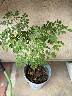 Morungay Moringa Oleifera Tree (potted)