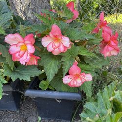 Giant Begonia Plant Blooming Pink In Large Pot
