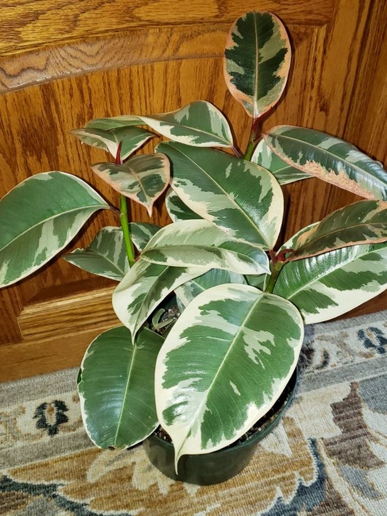 Live Variegated rubber Tree ( Please read Plant Description 🙂