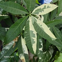Variegated Money Tree Plant