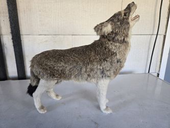 Miniature Taxidermy Coyote 