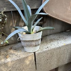 Maguey Planta Natural