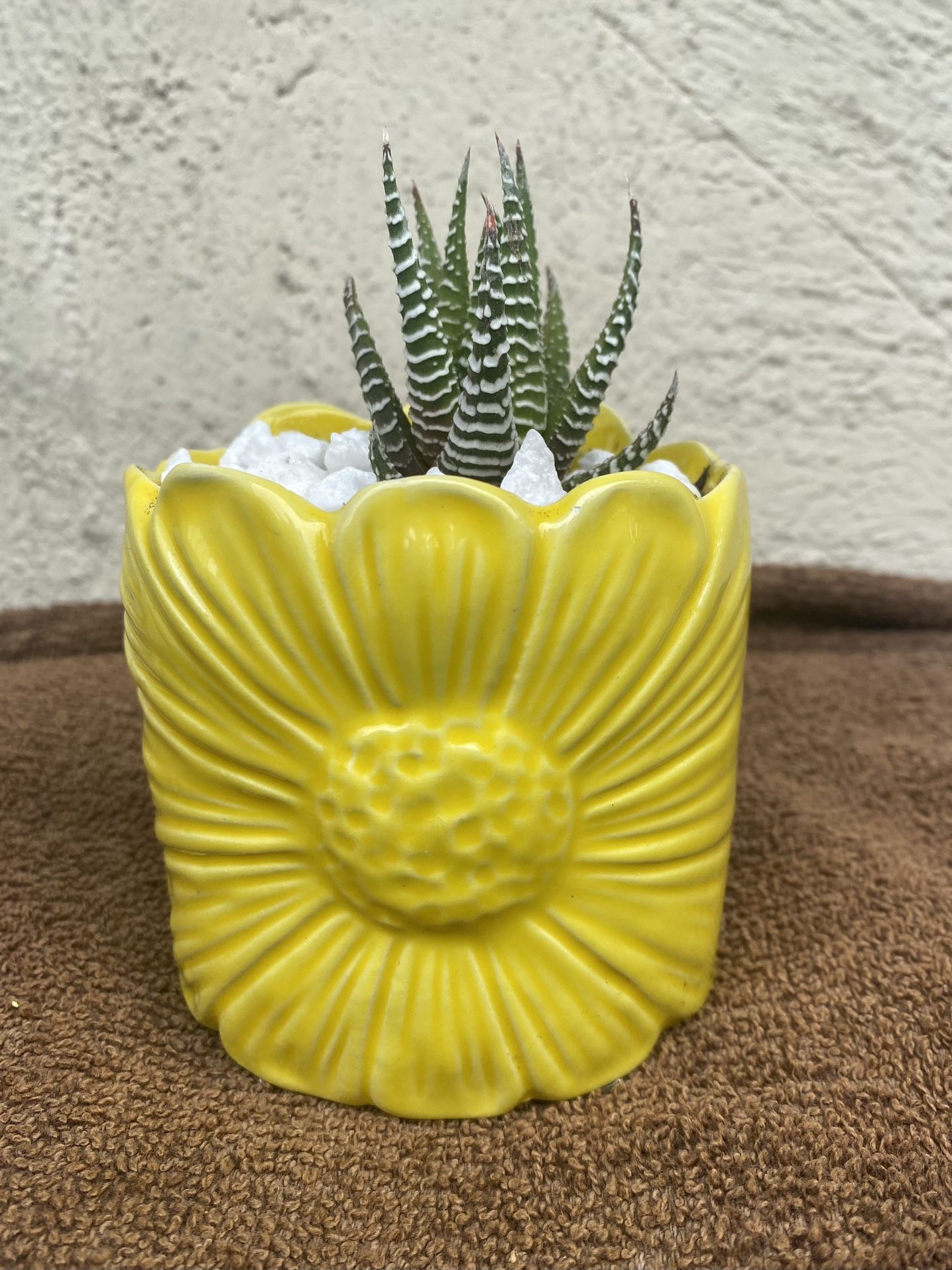 Succulents In A Yellow Pot 