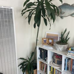 large palm tree in ceramic pot - indoor or outdoor
