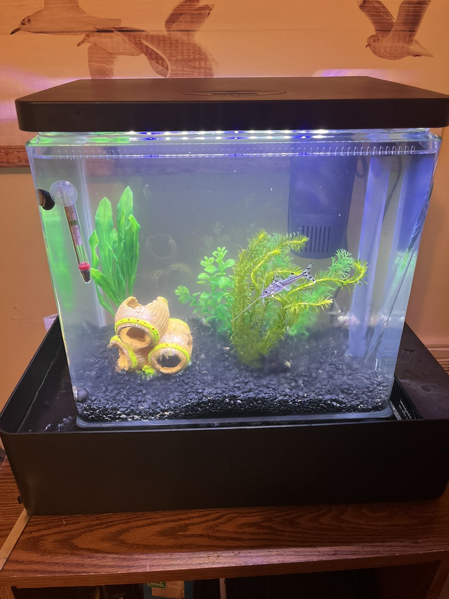 Waterfall Fish Tank