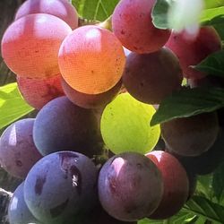 Red Purple Grape Big Fruit Size 巨峰葡萄