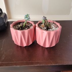 Two Succulents 