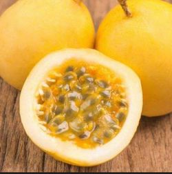 Golden Passion Fruit Plant