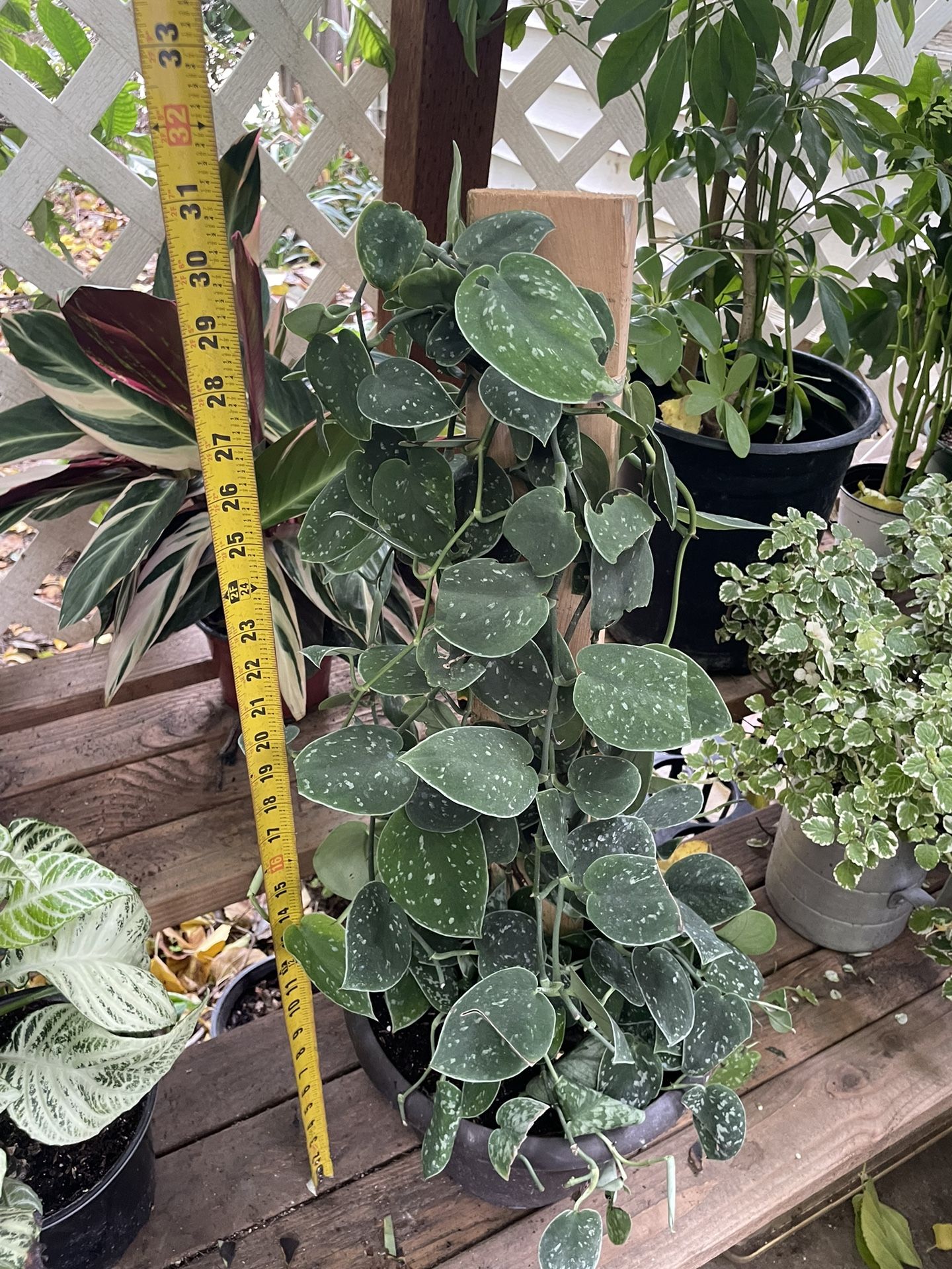 Live art plant!! Huge/full/lush Silver Satin Pothos - Scindapsus - exact plant (10” pot) 95820