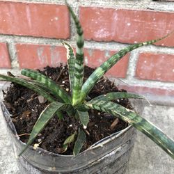 Potted Snake Plant