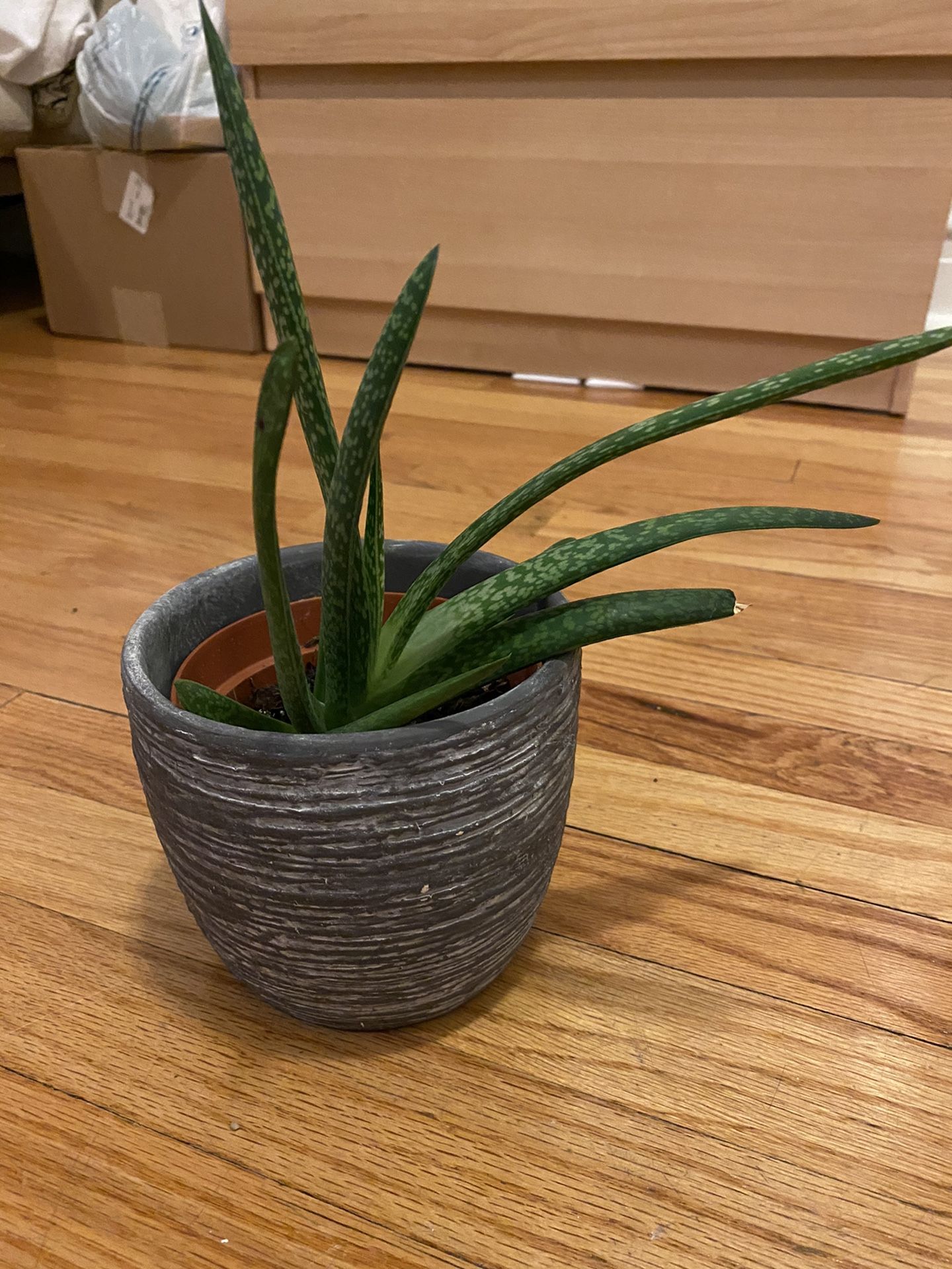 Succulent and a pot