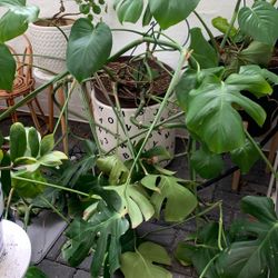 Mid Sized Monstera