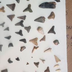 Shark Teeth 