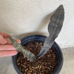 Sanseveria Kirkii  Plant, In 6 Inch Pot Pick Up Only