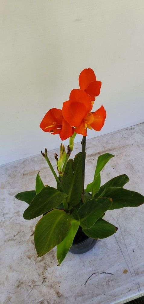 #12 Plant canna lily perennial with large and colorful flowers.