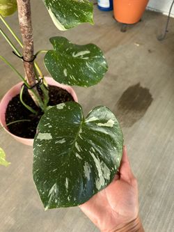 Plant