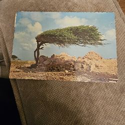 Divi Divi Tree 1965 Postcard