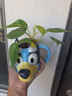 Plant