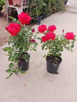 Rosas