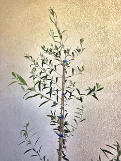 🫒🌳Fruitless Olive Tree 🫒🌿