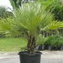 European Fan palm Tree (30 Gallon Pot)