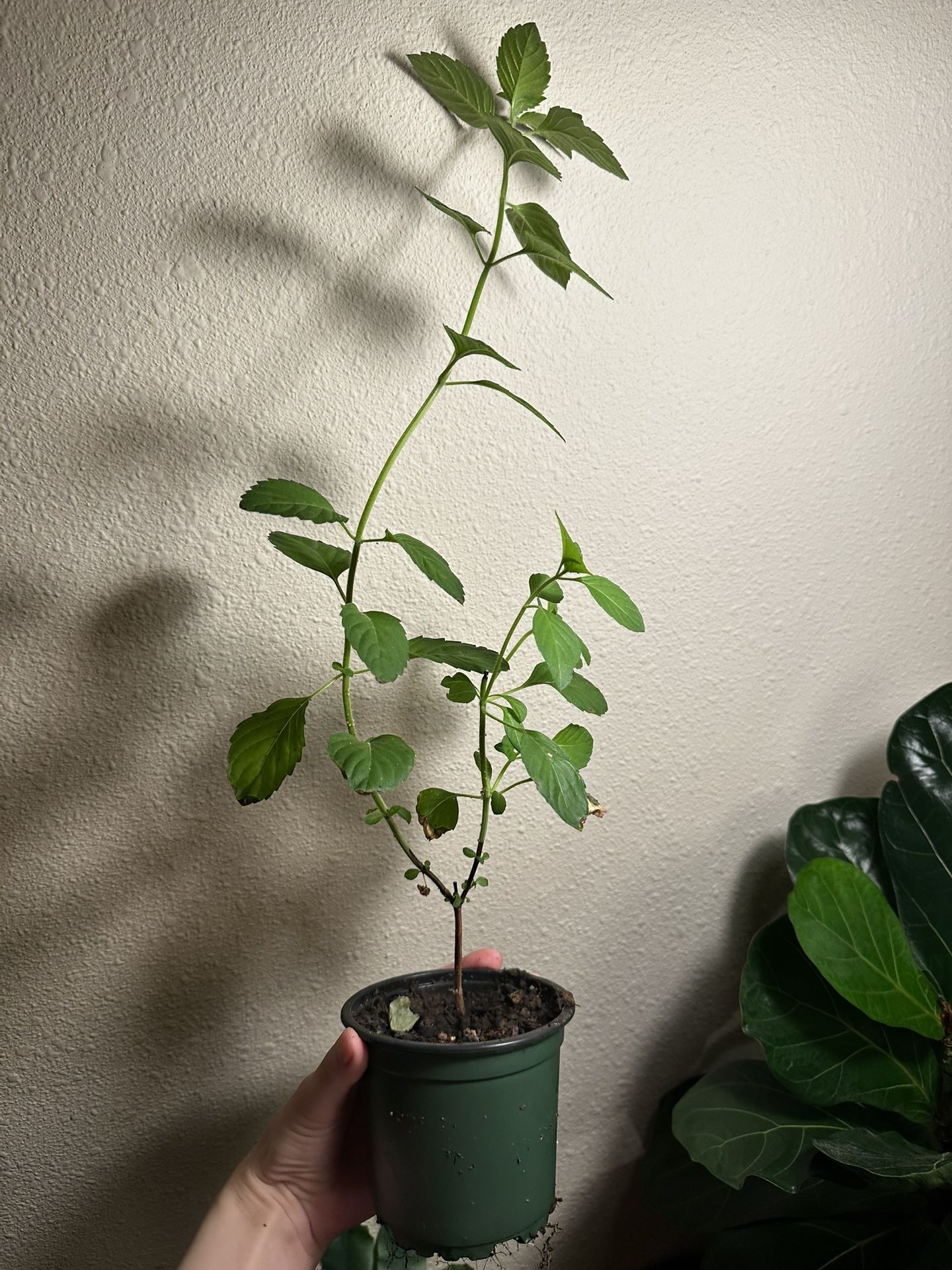 Rama Tulsi Plants 