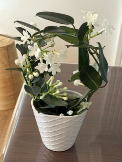 Fragrant Stephanotis, Madagascar Jasmine
