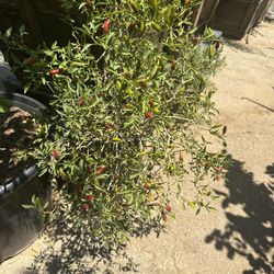 Chili Plant 