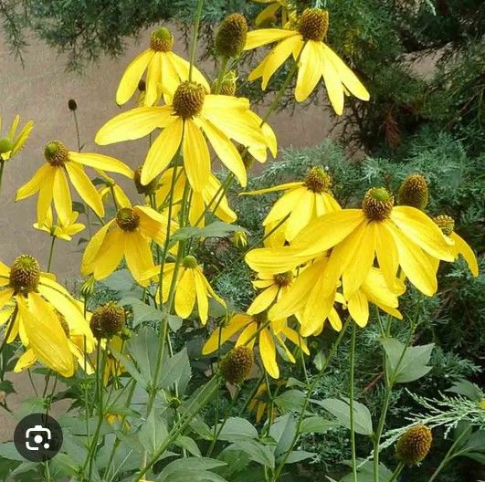 Native Plant- Perennial Yellow Cut Leaf Cone Flower