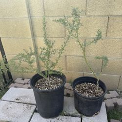 Small seed-grown Ironwood Trees