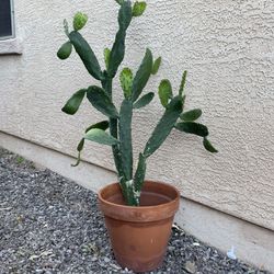 Large Green Prickly Pear Plant