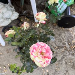 Plants For Sell