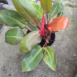 Prince Orange Philodendron Exact Plant 8" Pot