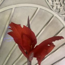Red Canna Lilly Plant Flower 