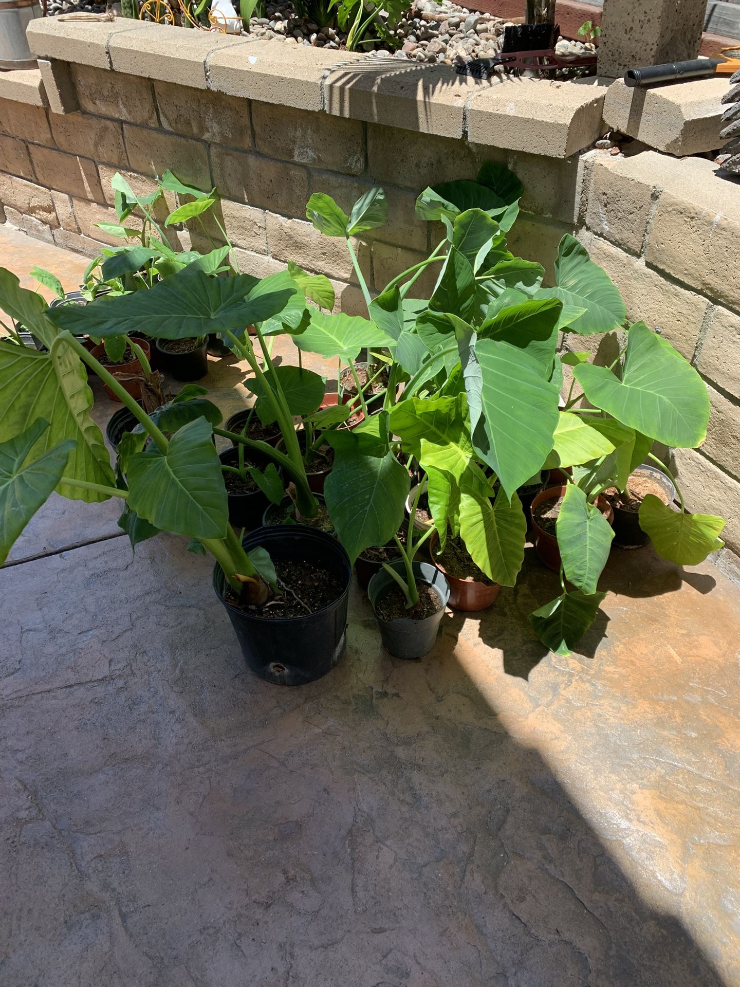 Tropical Plants