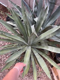 2 HUGE Blue Agave Plants