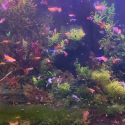 Guppy Grass ( Fish Tank Aquarium) Decorations 