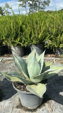 Blue Agave - 3 Gallons