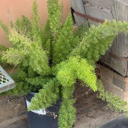 Fern
