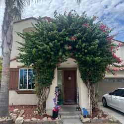 Bougainvillea Trimming NEEDED