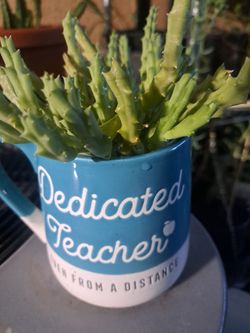 Stapelia Plant
