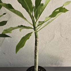 Plumeria Hawaiian Flower Plant Beautiful 