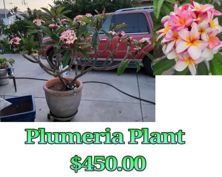 Plumeria Plant