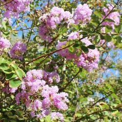 ❤️ Vibrant-LAVENDER blossoms MYRTLE CRAPE TREE ( 4/5’ Feet Tall) FULLY ACCLIMATED)