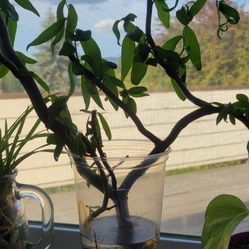 Weeping Golden Curls Willow 