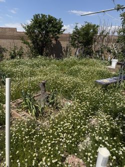 Fresh Chamomile Flowers (Manzanilla)