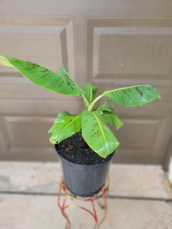 Banana Plant