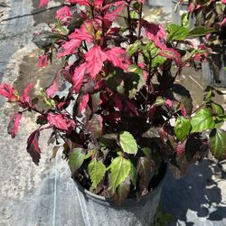 Variegated Red Hibiscus - 3 Gallons